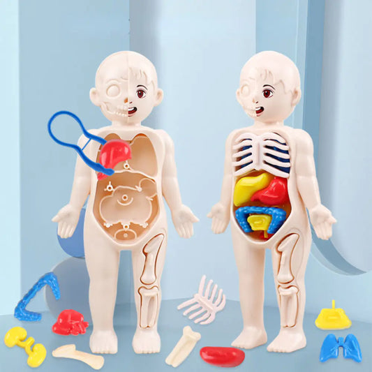 🧠 Uncover the Wonders Within: 14-Piece Human Organ Model – Your Ultimate Human Organ Model Educational Toy for Future Scientists! 🔬🌟