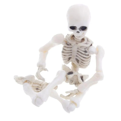Explore Anatomy with Movable Mr. Bones Skeleton - Fully Articulated, Durable, & Lifelike Skeleton Model - Home Kartz